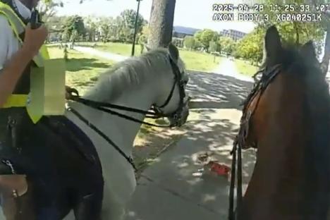 Shocking moment off-lead dog attacks terrified police horses as riders scream ‘grab it’