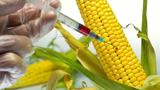 World Food Safety Day: Experts relaunch call for suspension of GMOs in Nigeria