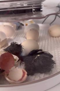 A baby chick hatching from an egg in an incubator.