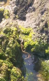 Adder swimming in a rockpool at a beach.