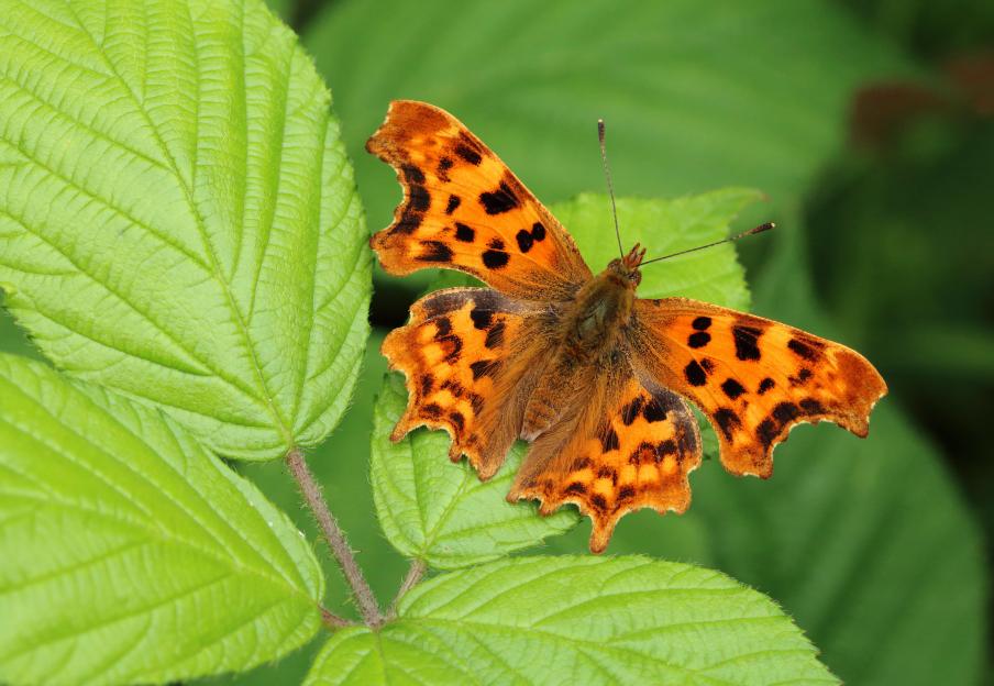 Lidl’s £1.99 plant bundle that flowers all summer is ‘incredible deal’ says Gardening Pro & butterflies love it