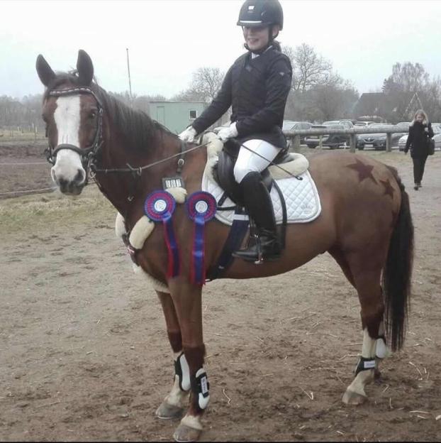 Girl riding brown pony with rosettes.