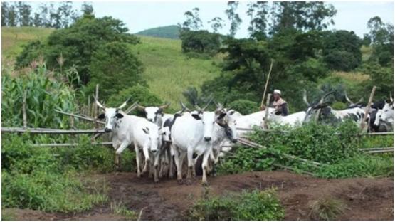 Farmer dies while fleeing false alarm of attack in Benue