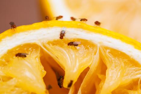 The simple trick to keep flies from entering your home using a natural ingredient they ‘hate’