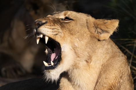 Girl, 14, mauled to death by lion after being snatched from ranch as rangers make grim find after following bloodstains