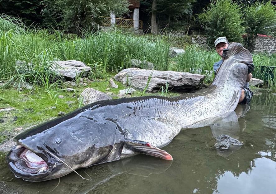 Angler reels MONSTER 9ft catfish from Czech river in epic 50-minute battle