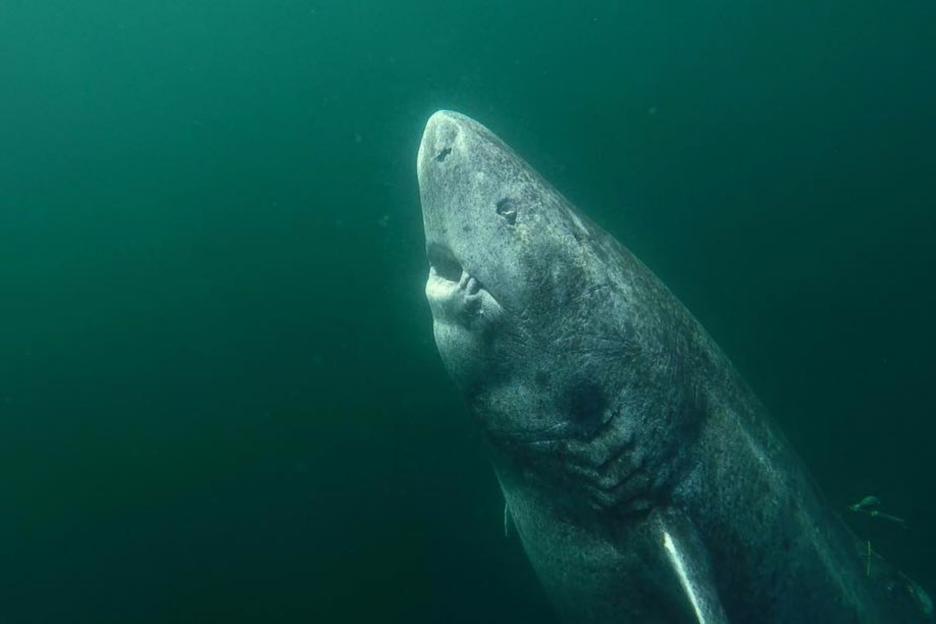 World’s most mysterious shark that lives for 400 YEARS found lurking in UK – and could hold key to extending human life