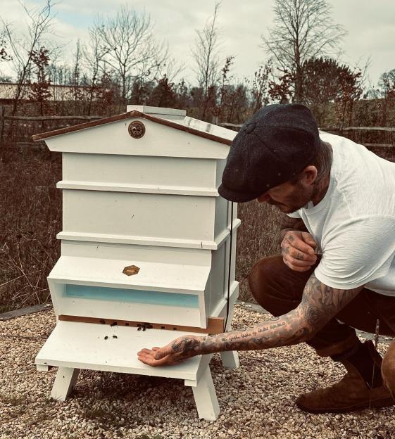 David Beckham checking on bees at a white beehive.