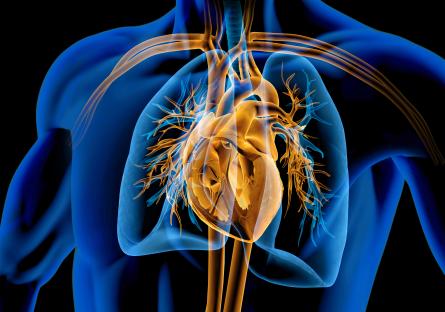 Illustration of a human heart, lungs, and blood vessels.