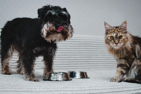 A third of pet owners face horrors from neglecting to worm their animal