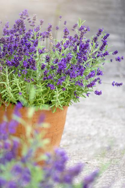 Close-up of lavender in a terracotta pot.
