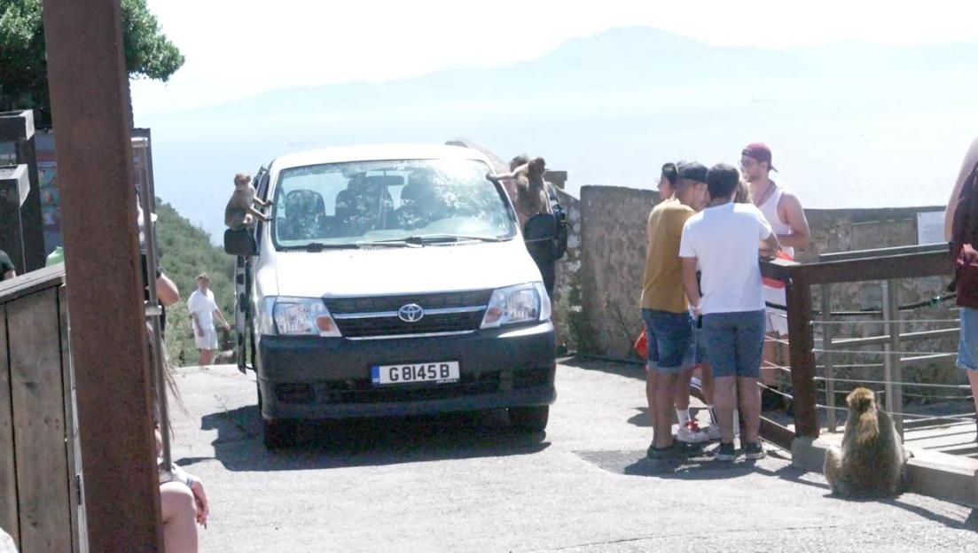 A monkey sitting on the side view mirror of a white van with people looking at it.