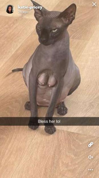 Hairless cat sitting on a wooden floor.