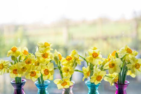 I tested £1 daffodils from 8 different supermarkets to see how they lasted – M&S showed promise but an ‘underdog’ won