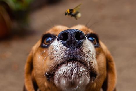 Close-up of a beagle's face with a bumblebee near its nose.
