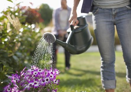 A senior woman waters purple flowers in a garden.