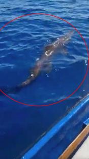 Goblin shark swimming near a boat.