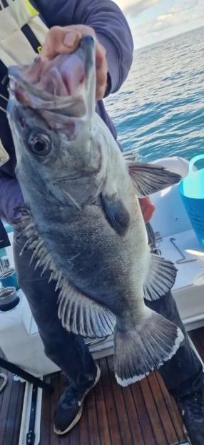 A person holding a large Atlantic wreckfish with its mouth open on a boat.