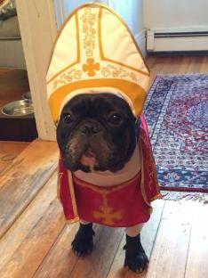 French bulldog dressed as the Pope.