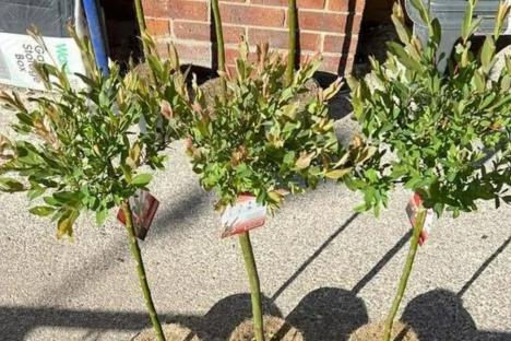 The ‘flamboyant’ B&M buy that’ll turn your garden into a colourful paradise, and it’ll cost you less than a tenner too