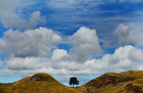 Sycamore Gap tree on Hadrian's Wall, Northumberland.