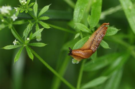 Red slug climbing a plant.