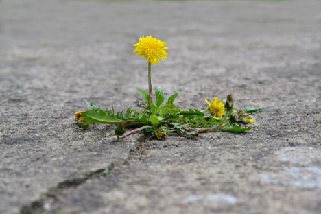 Remove moss and patio weeds in a couple of hours with 30p trick & it banishes stubborn stains and dirt in no time too