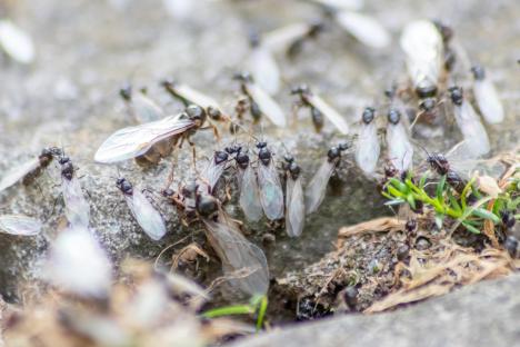 B&M’s £1 pantry staple will banish flying ants from home – as ‘tens of millions’ of insects to swarm UK in just DAYS