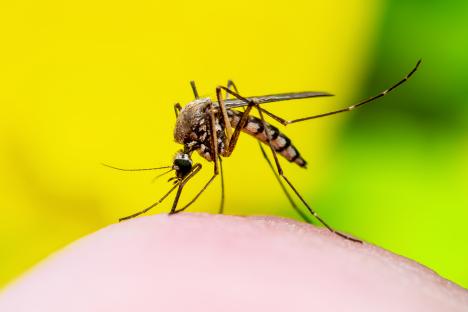 Close-up of a Zika virus-infected mosquito biting skin.