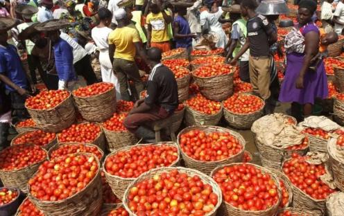 Tomato farmers in Kano hit by resurgence of Tuta Absoluta