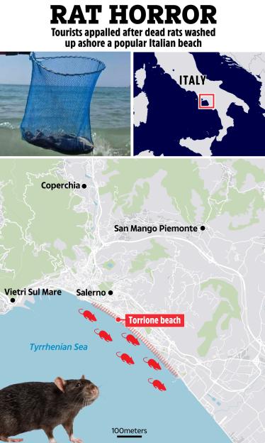 Collage showing dead rats washed ashore at Torrione beach in Italy.