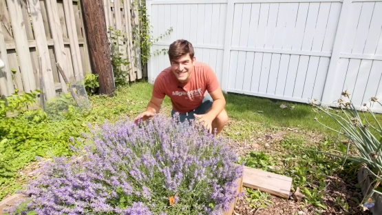 Man crouching by a large lavender plant in a garden.