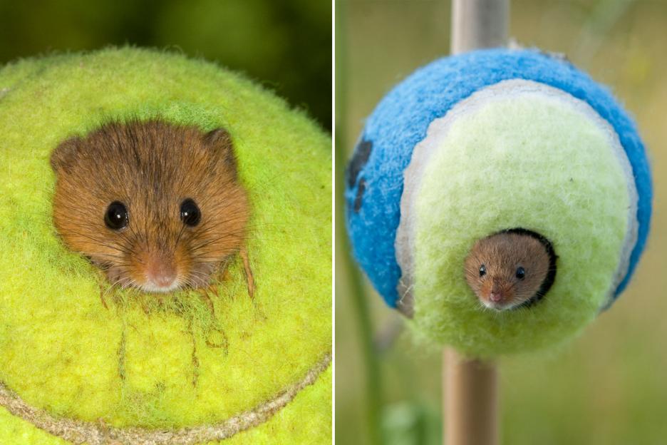 People are just realising Wimbledon tennis balls become homes for MICE thanks to genius initiative