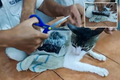 Watch as cops seize cat with crack cocaine taped to it after gang tried to smuggle drugs into prison using cute kitty