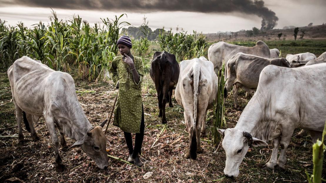 Igbo union urges southeast states to ban open grazing, form vigilantes against herdsmen attacks