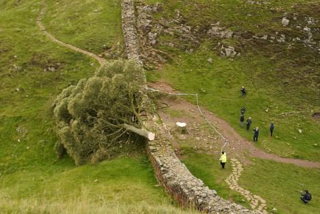 A felled tree lies next to Hadrian's Wall, with several people and a police officer at the scene.