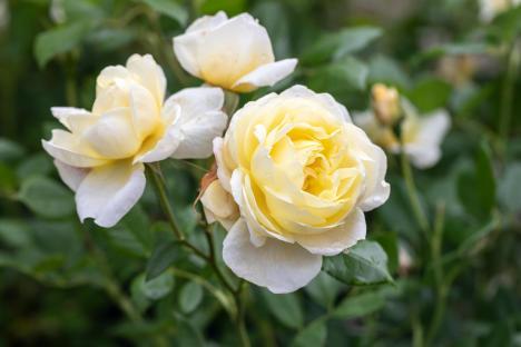 Pale yellow David Austin rose, Rosa Vanessa Bell, in an English garden.
