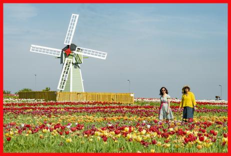 Two women walking through a field of tulips in front of a windmill.