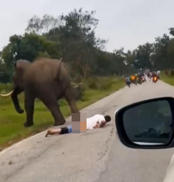 Elephant charging at and trampling a man on a road.