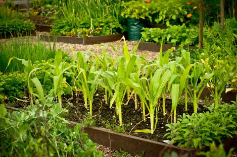 Sweetcorn growing in raised garden beds.