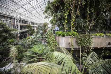 A man wearing a face mask stands on a balcony overlooking a lush conservatory filled with over 1500 plants.