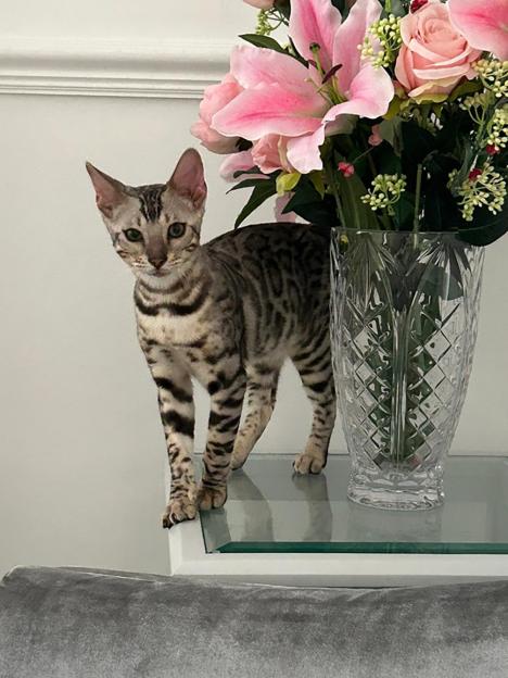 Bengal cat standing on a glass surface next to a vase of pink flowers.
