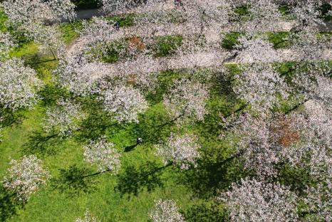 Aerial view of people walking among blooming cherry trees in a garden.