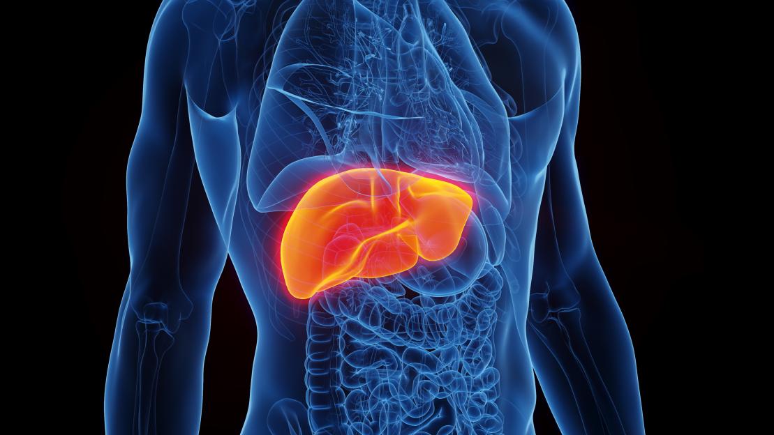 Illustration of a human liver within the torso.
