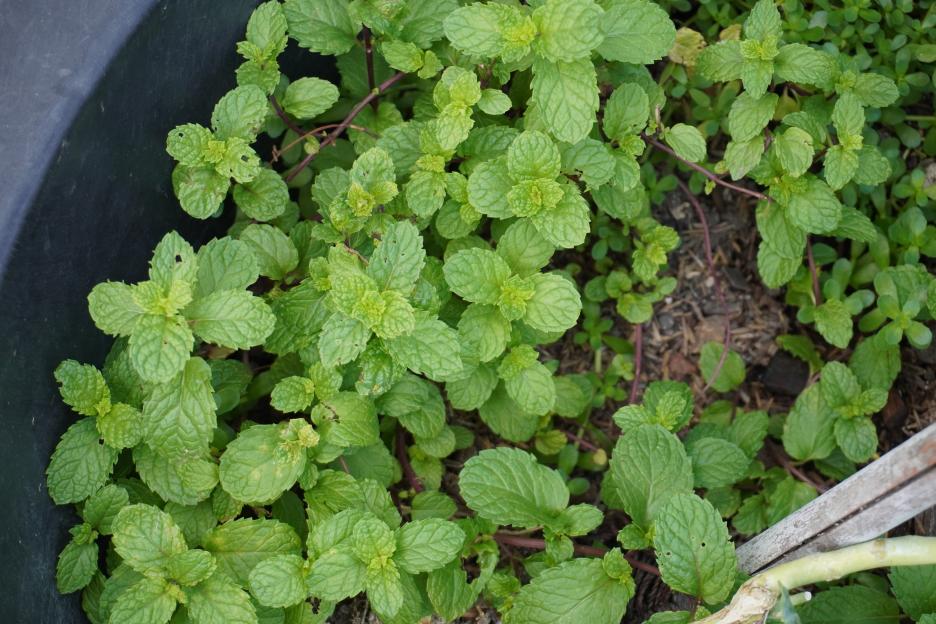 Overhead view of a lush mint plant.