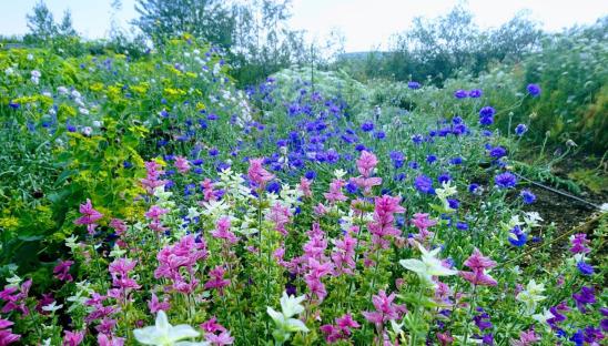 Flower garden with blue cornflowers and pink, white, and purple salvia.