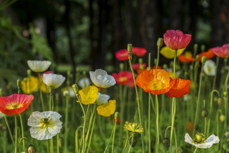 Field of colorful poppies.