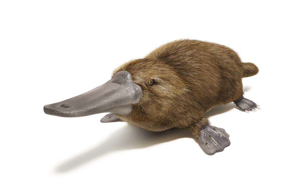 Illustration of a duck-billed platypus.