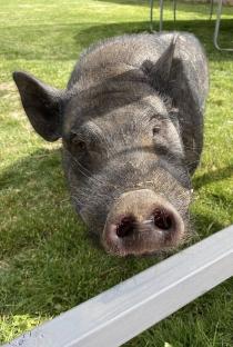Close-up of a pet pig's face.
