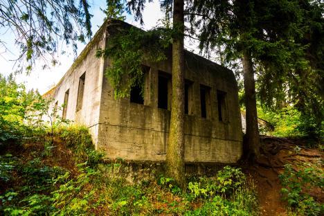 Overgrown concrete bunker in a forest.